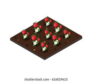 Garden in spring. Isometric icon set. Strawberry bed. Vector illustration.