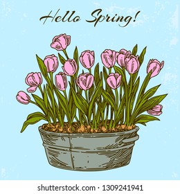 Garden. Spring tulips growing in a pelvis. Color card. Engraving style. Vector illustration.