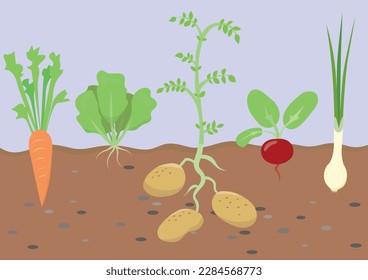 Garden with spring vegetables. Cartoon flat illustration in childish style.
