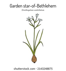 Garden star-of-Bethlehem, or grass lily (Ornithogalum umbellatum), ornamental and medicinal plant. Hand drawn botanical vector illustration