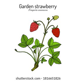 Garden strawberry (Fragaria ananassa) plant. Hand drawn botanical vector illustration