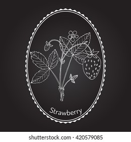 Garden strawberry (Fragaria ananassa) plant. Hand drawn botanical vector illustration