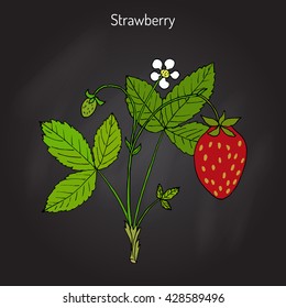 Garden strawberry (Fragaria ananassa) plant. Hand drawn botanical vector illustration