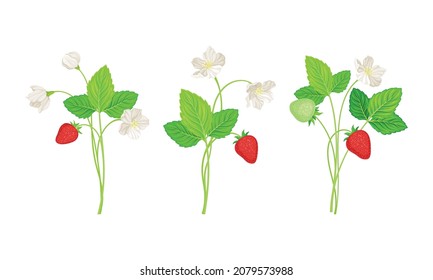 Garden Strawberry with Mature Red Fruit Hanging on Stem and White Blossom Vector Set