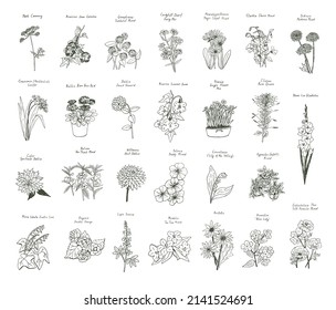 Garden summer flowers illustrations vector set