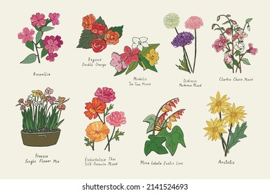 Garden summer flowers illustrations vector set