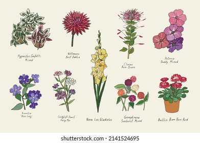 Garden summer flowers illustrations vector set