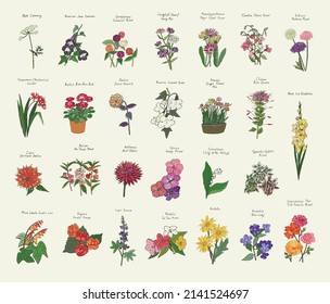 Garden summer flowers illustrations vector set