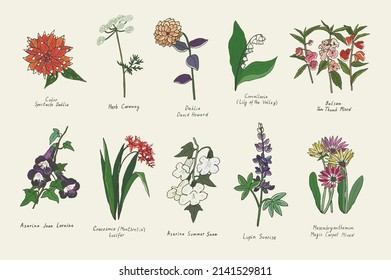 Jardín ilustraciones de flores de verano conjunto vectorial