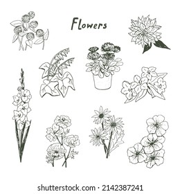 Garden summer flowers illustrations vector set