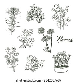 Garden summer flowers illustrations vector line set