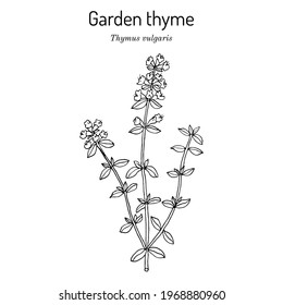 Garden thyme (thymus vulgaris), medicinal plant. Hand drawn botanical vector illustration