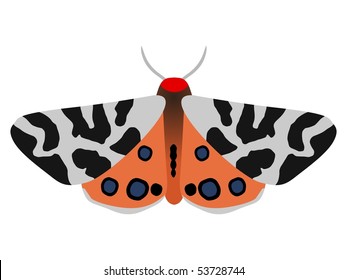 Garden tiger butterfly