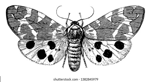 Garden Tiger Moth is a moth of the family Erebidae, vintage line drawing or engraving illustration.