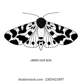 The garden tiger moth hand drawn line art. Black and white isolated vector illustration