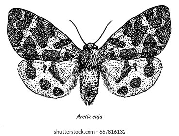 Garden tiger moth illustration, drawing, engraving, ink, line art, vector