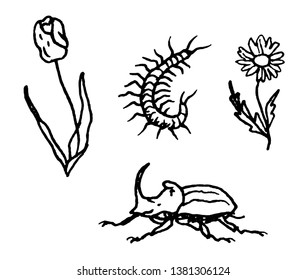 Garden tools gardener Park flowers Rhino beetle Tulip Daisy bug 