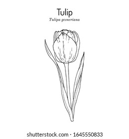 Flor de tulipán de jardín (Tulipa gesneriana), planta ornamental. Ilustración de vector botánico dibujada a mano