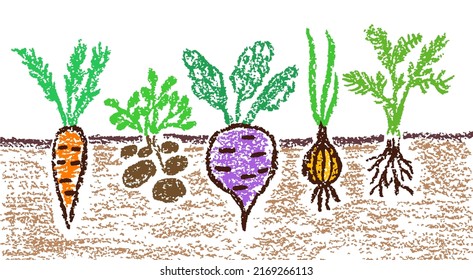 Garden vegetables banner. Growing ground root veggies. Carrot, potatoes, beet, onion set. Hand drawn doodle funny healthy food. Crayon, pastel chalk or pencil kids art vector simple style background