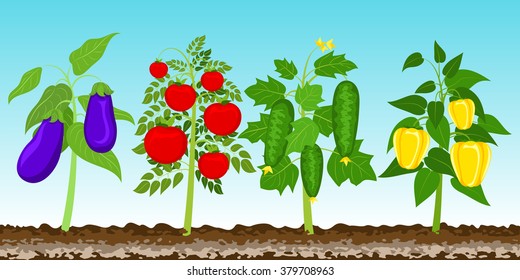 Garden with vegetables. Vector illustration EPS 10.