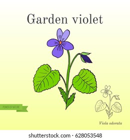 Garden violet, aromatic and medicinal plant. Hand drawn botanical vector illustration