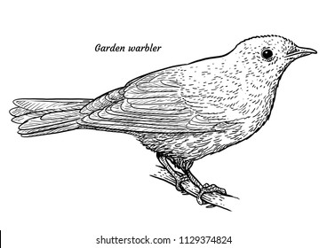 Garden warbler, Sylvia borin illustration, drawing, engraving, ink, line art, vector