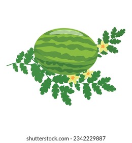 Garden watermelon plant icon cartoon vector. Melon fruit. Food tropical