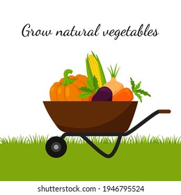 A garden wheelbarrow full of vegetables, pumpkin, corn, carrots, beets. The concept of growing your own natural, organic vegetables, gardening. Color vector illustration. on a white background