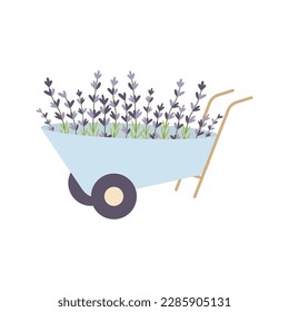 carretilla de jardín con flores de lavanda aisladas en fondo blanco. Dibujo dibujado a mano.Ilustración vectorial. Sencillo estilo plano.