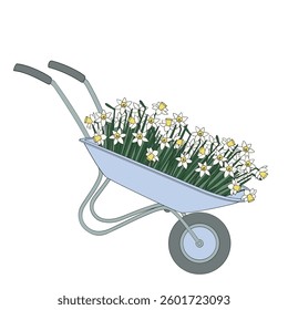 garden wheelbarrow plain with daffodils on white background