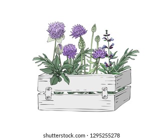 Garden  wooden light grey box with farm fresh cooking herbs. Rosemary, sage, purple chives (Allium schoenoprasum) with leaves and flowers. Vector Isolated elements. Provence style.