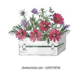 Garden wooden white box with fresh flowers and cooking herbs. Gaillardia, tarragon (silky wormwood), rosemary, sage, lavender, purple oyster plant (vegetable oyster), allium (chive). Vector elements. 