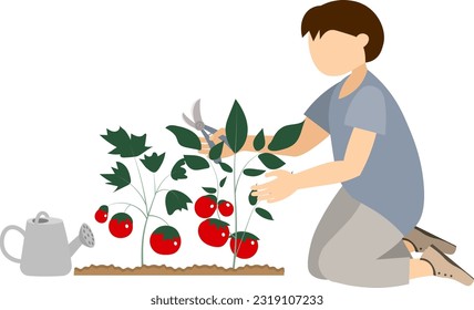 Garden workers. The boy is working in the garden, watering and cutting the leaves of tomatoes.
