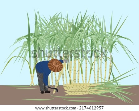 a gardener is cutting sugarcane in the field. 商業照片 © 