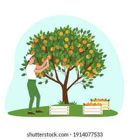 El jardinero está cosechando mandarinas en cajas. Jugosa cosecha de cítricos. Los frutos naranjas brillantes de las ramas del árbol se cortan con cizalladuras. Ilustración vectorial plana.
