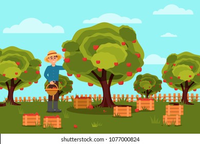 Gardener picking apples in basket. Fruit farm. Natural landscape. Wooden boxes with harvest. Flat vector design