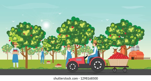 Gardener picking apples on a farm in autumn with tractor during apples harvesting on blue sky background cartoon vector illustration.