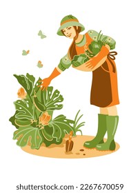 Gardener picking zucchini in his garden. Springtime. Vector illustration.