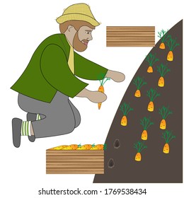 Gardener in a straw hat is harvesting carrot. Box with fresh carrot is nearby.