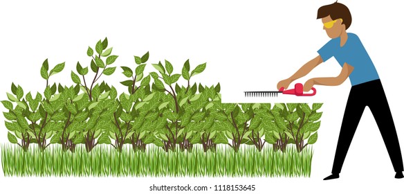 the gardener trims the bushes