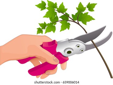 A gardener's hand with a secateur cuts flowers for decoration or a gift for celebration. Vector illustration. Isolated on white background