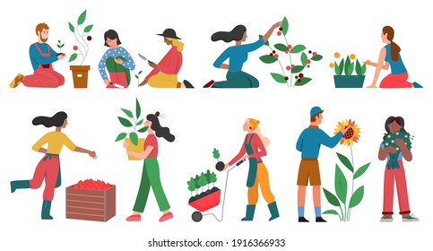 Los jardineros cultivan plantas hortícolas ilustradas por vectores. Caricatura hombre mujer personajes jardinería cosecha plantaciones, cultivo de flores verduras o frutas en el jardín aislado en blanco