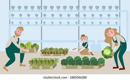 Gardeners are picking vegetables that are produced by hydroponic cultivation.