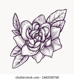 gardenia blooming flowers hand drawn isolated colorful and outline vector clipart. plant elements for graphic design and your creative projects, posters, postcards, invitations and tattoos.