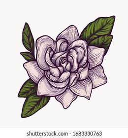 gardenia blooming flowers hand drawn isolated colorful and outline vector clipart. plant elements for graphic design and your creative projects, posters, postcards, invitations and tattoos.