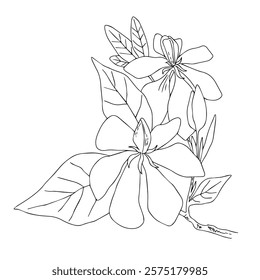 Gardenia buds. Vector contour drawing of Gardenia Jasminoides flowers. Elements for packaging design, tattoos, printing on T-shirts, postcards