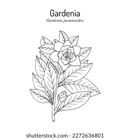 Gardenia oder Cape Jasmin (Gardenia jasminoides), Zierpflanzen, genießbare Pflanzen und Heilpflanzen. handgezeichnete botanische Vektorgrafik