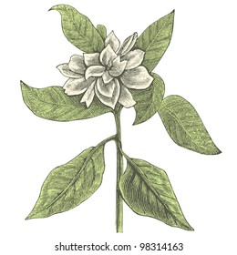 Gardenia flower - vintage engraved illustration - "Dictionnaire encyclopÃ?Â©dique universel illustrÃ?Â©" By Jules Trousset - 1891 Paris