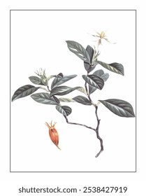Gardenia jasminoides Ellis, hand-painted floral and botanical painting, hand-painted herbal painting, natural herbs.