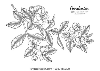 Gardenias flower and leaf hand drawn botanical illustration with line art.